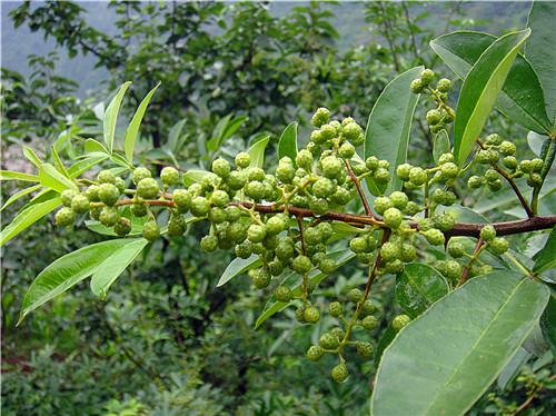 Green hemp pepper