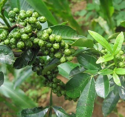 Fresh Chinese prickly ash