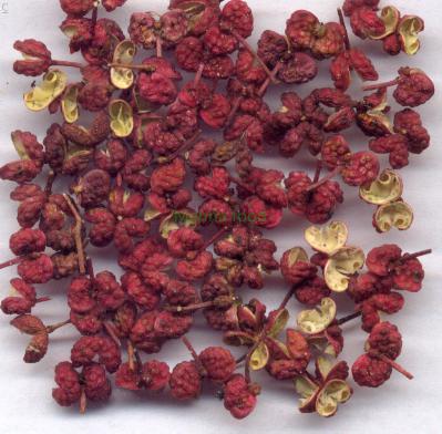 Chinese prickly ash dried