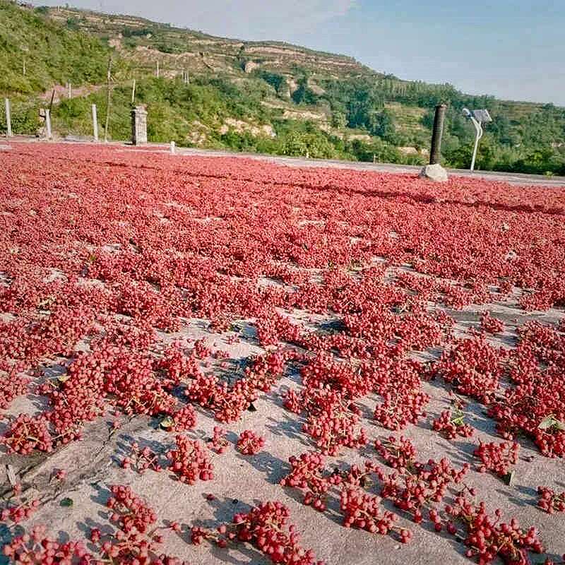 In 2019, Sichuan peppers received a bumper harvest - Sichuan peppers in line with EU standards