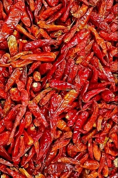 Capsicum