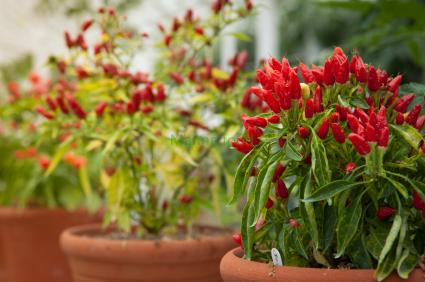 How To Grow Chili Peppers at home