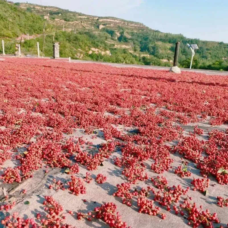 Drying-Sichuan-pepper.jpg