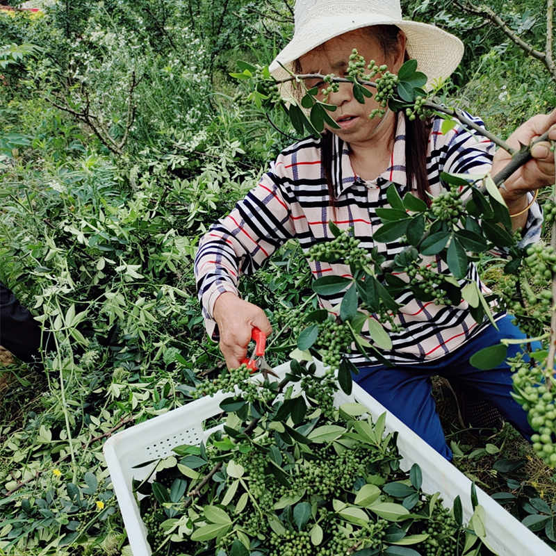 Picking-Sichuan-pepper.jpg