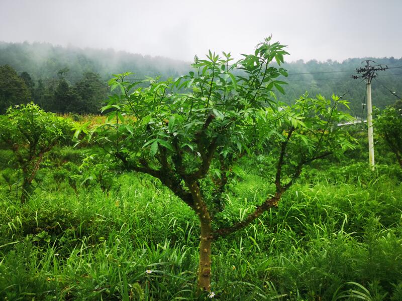 Sichuan-pepper-tree.jpg