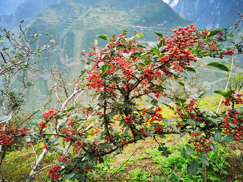 sichuan-pepper-plant.jpg