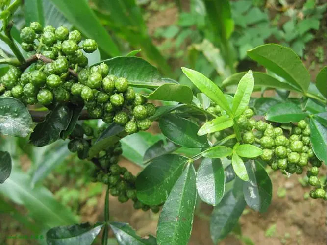 green-sichuan-peppercorn.jpg