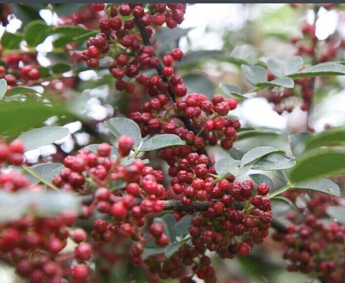 Dried Chinese prickly ash